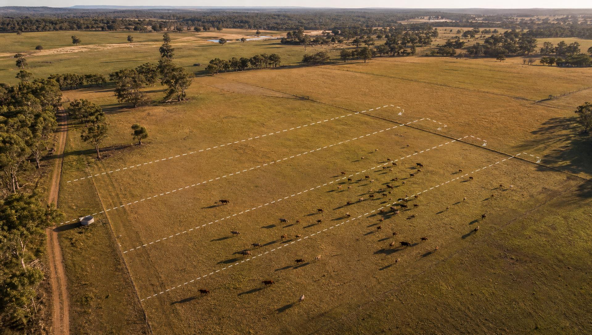 Aerial view of an Australian broadacre paddock with cattle and drone flight lines